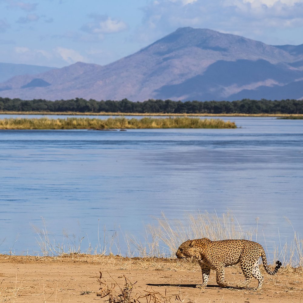Royal Zambezi Lodge - One-Keys hotel in Lower Zambezi National Park, Zambia